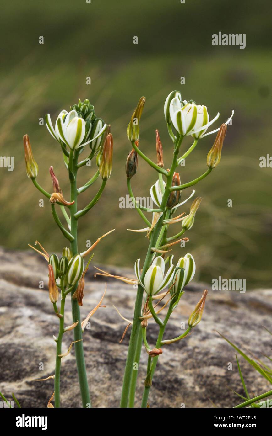 Delicate White Drakensberg wildflowers Stock Photo