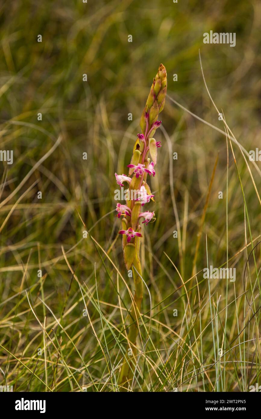 Small, wild, South African Orchid Stock Photo