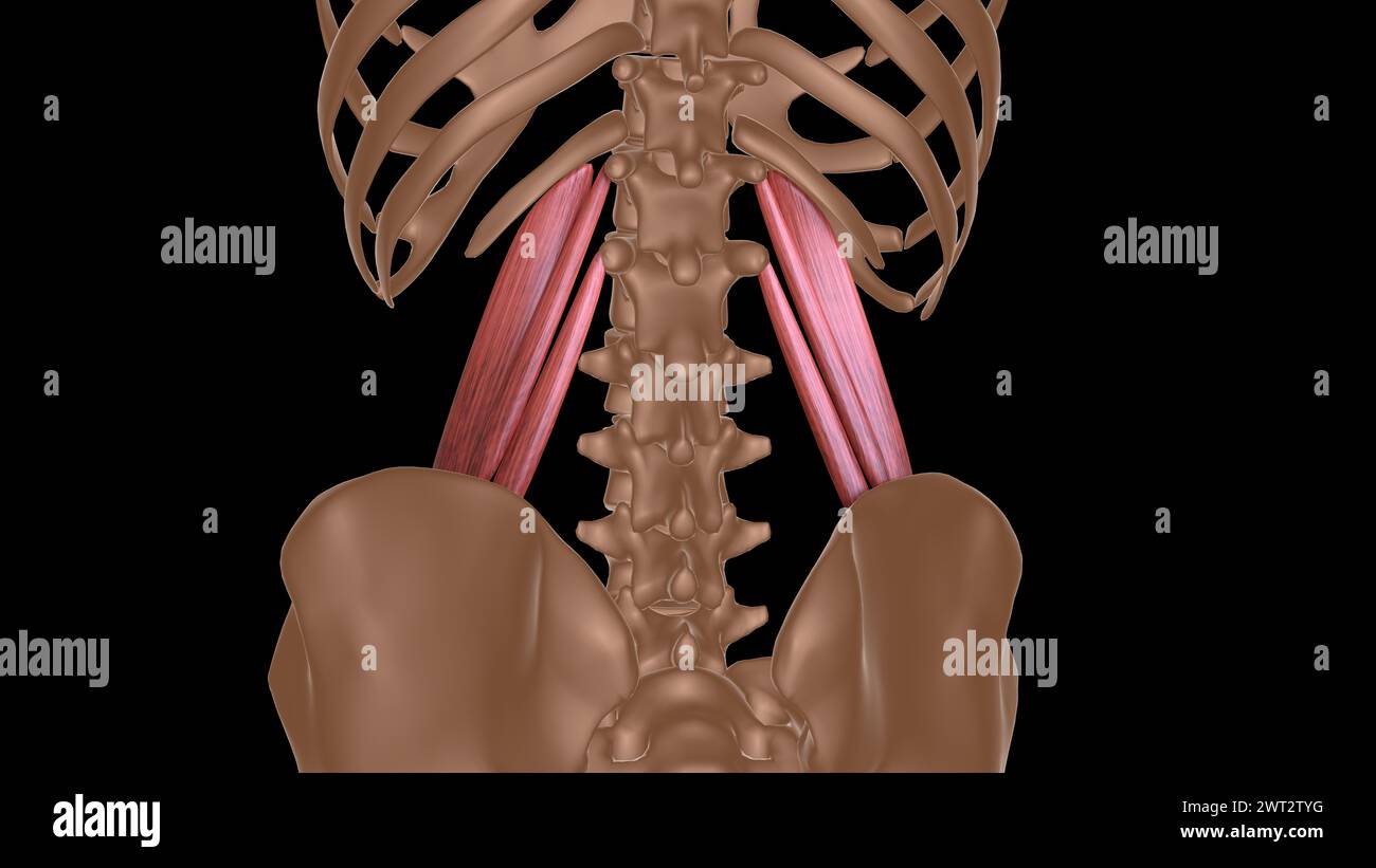 human female muscle anatomy for medical concept 3d illustration Stock ...