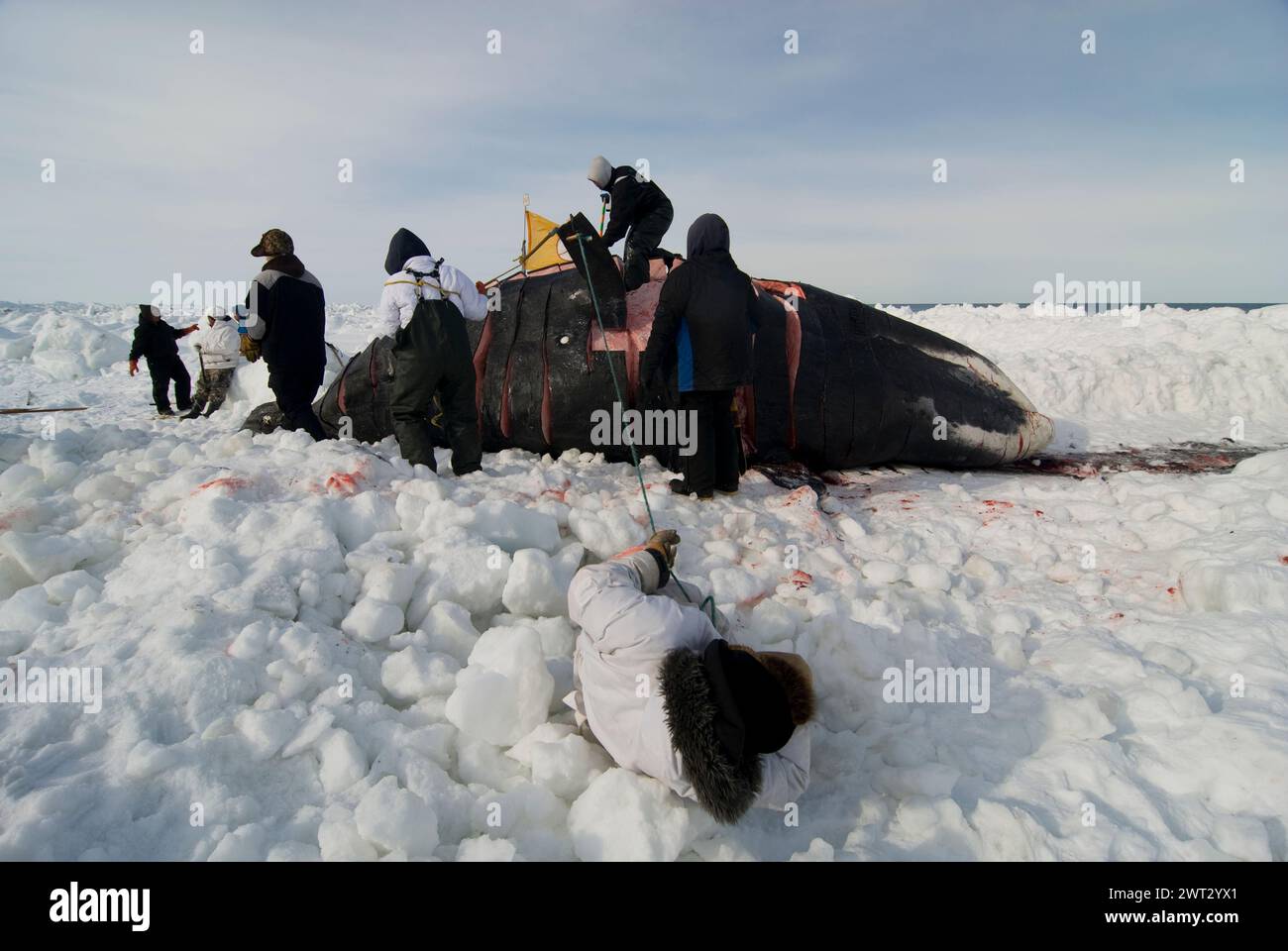 Inupiaq subsistence whalers bowhead whale catch on the pack ice during ...