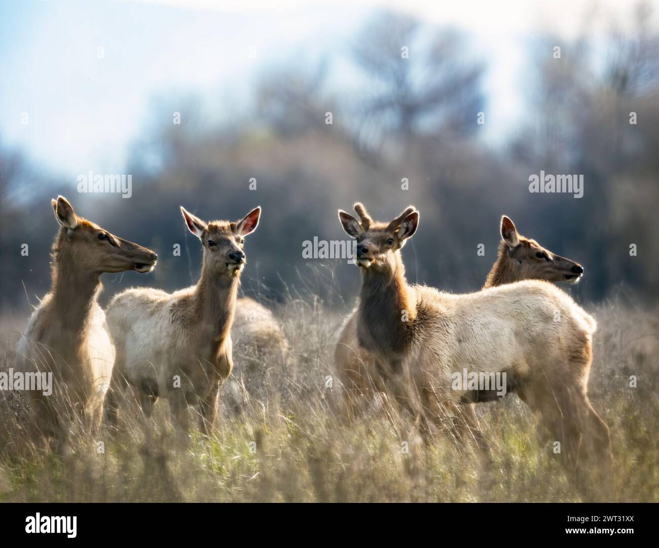 Tule Elk Buck and Does Stock Photo