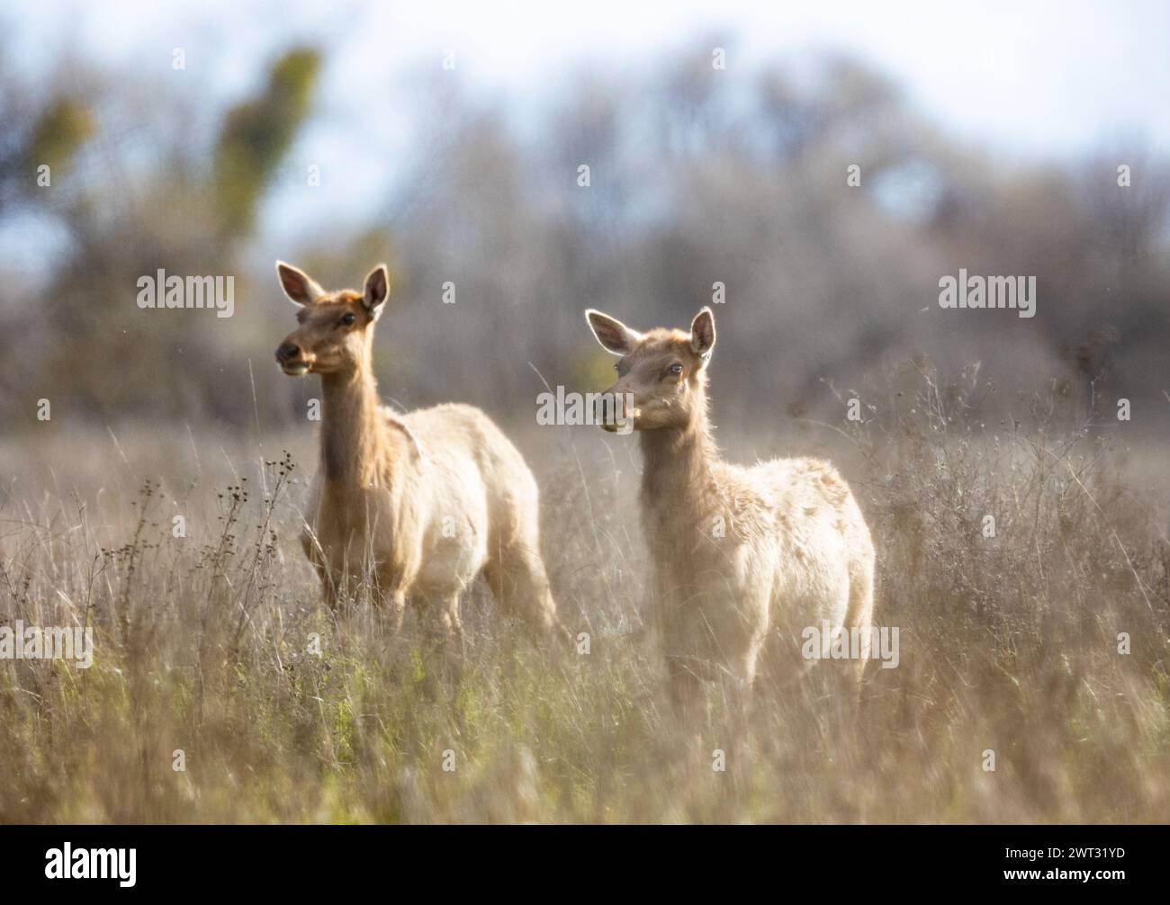 Tule Elk Buck and Does Stock Photo