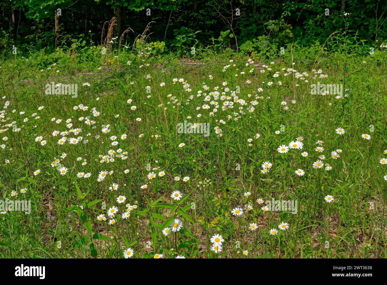 Field of tall blooming white with yellow center daisies growing and spreading between the other wild vegetation with a forest in the background on a s Stock Photo