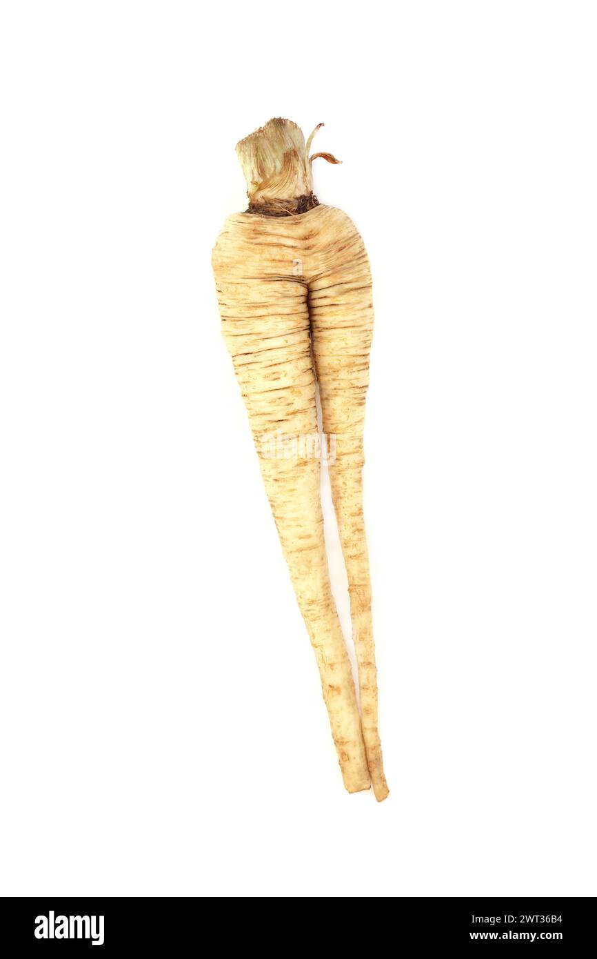 Forked and misshaped parsnip vegetable. Organic imperfect example on white background. Stock Photo