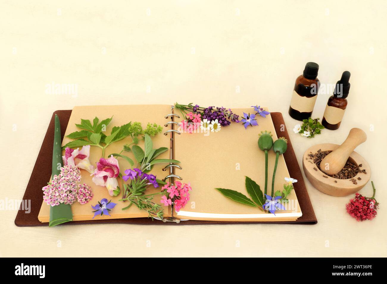 Preparing aromatherapy essential oil with flowers, herbs, wildflowers used in natural herbal medicine remedies with tincture bottles, recipe notebook Stock Photo