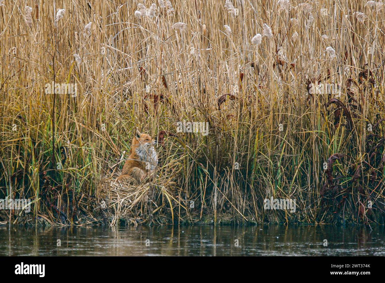 Lac renard hi-res stock photography and images - Alamy