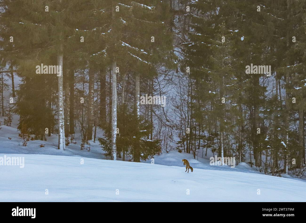 Red fox hunting in the snowy pasture next to the forest in the swiss jura mountain Stock Photo