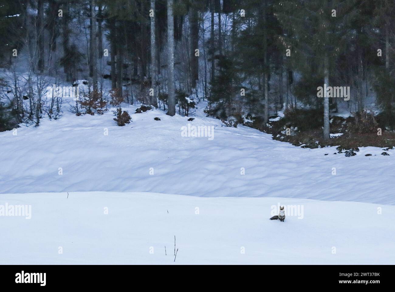 Red fox sitting in the snow, swiss jura mountain Stock Photo