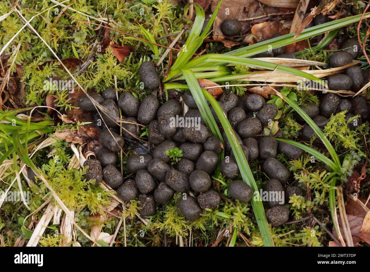 Roe deer droppings on the forest floor Stock Photo