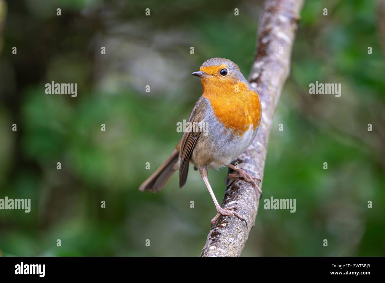 Front close up of a wild, UK robin bird (Erithacus rubecula) perching isolated on a branch in a natural woodland environment. Stock Photo