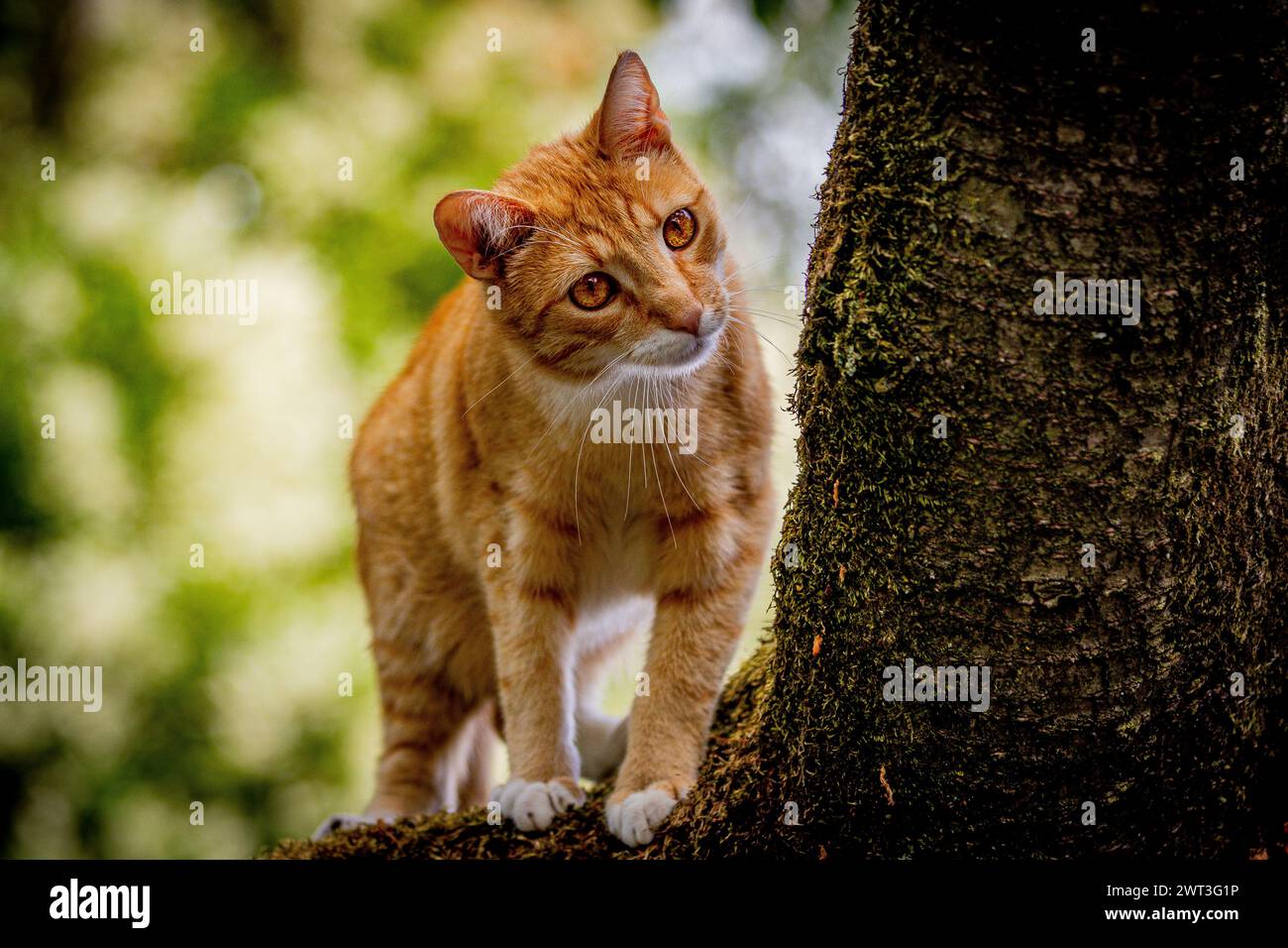 Roter Kater auf einem Baum Stock Photo