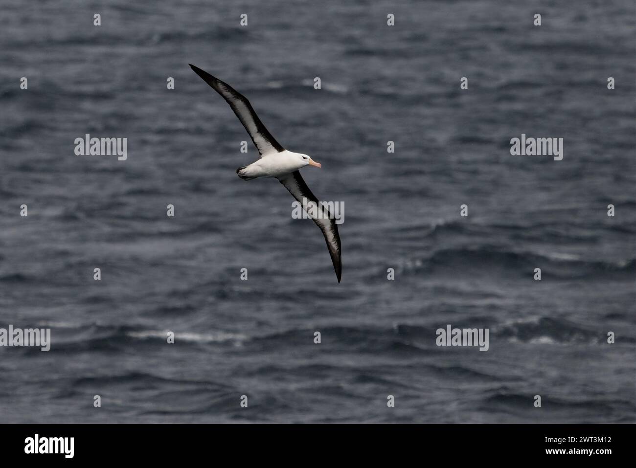 A Black Browed Albetross in the Strait Of Magellan, Chile Stock Photo