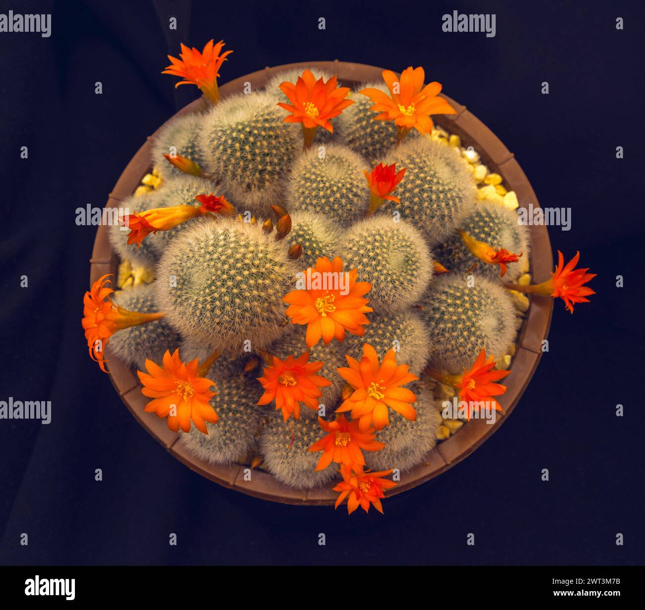 Robutia Cactus with beautiful orange/red flowers, pictured from above in a circular pot. Stock Photo