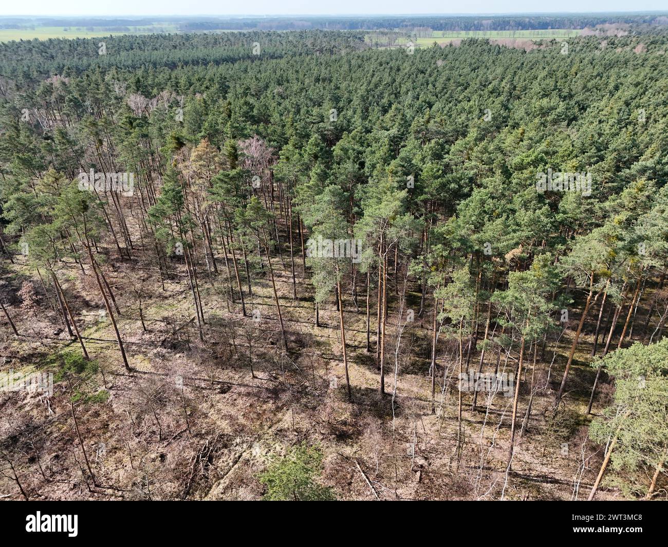 Battaune, Germany. 15th Mar, 2024. Pine trees in the Pressel heath forest and moorland area