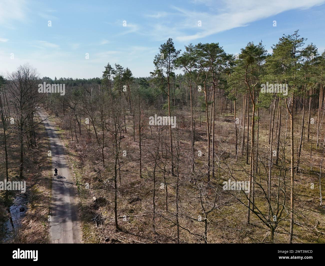 Battaune, Germany. 15th Mar, 2024. Pine stand in the Pressel heath forest and moorland area