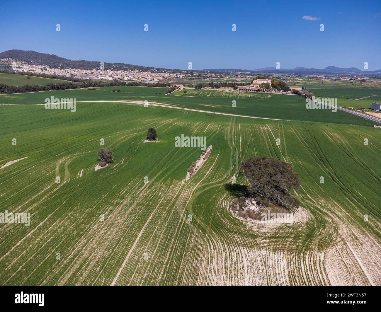 cereal cultivation field between Villafranca de Bonany and Porreres, Majorca, Balearic Islands, Spain Stock Photo