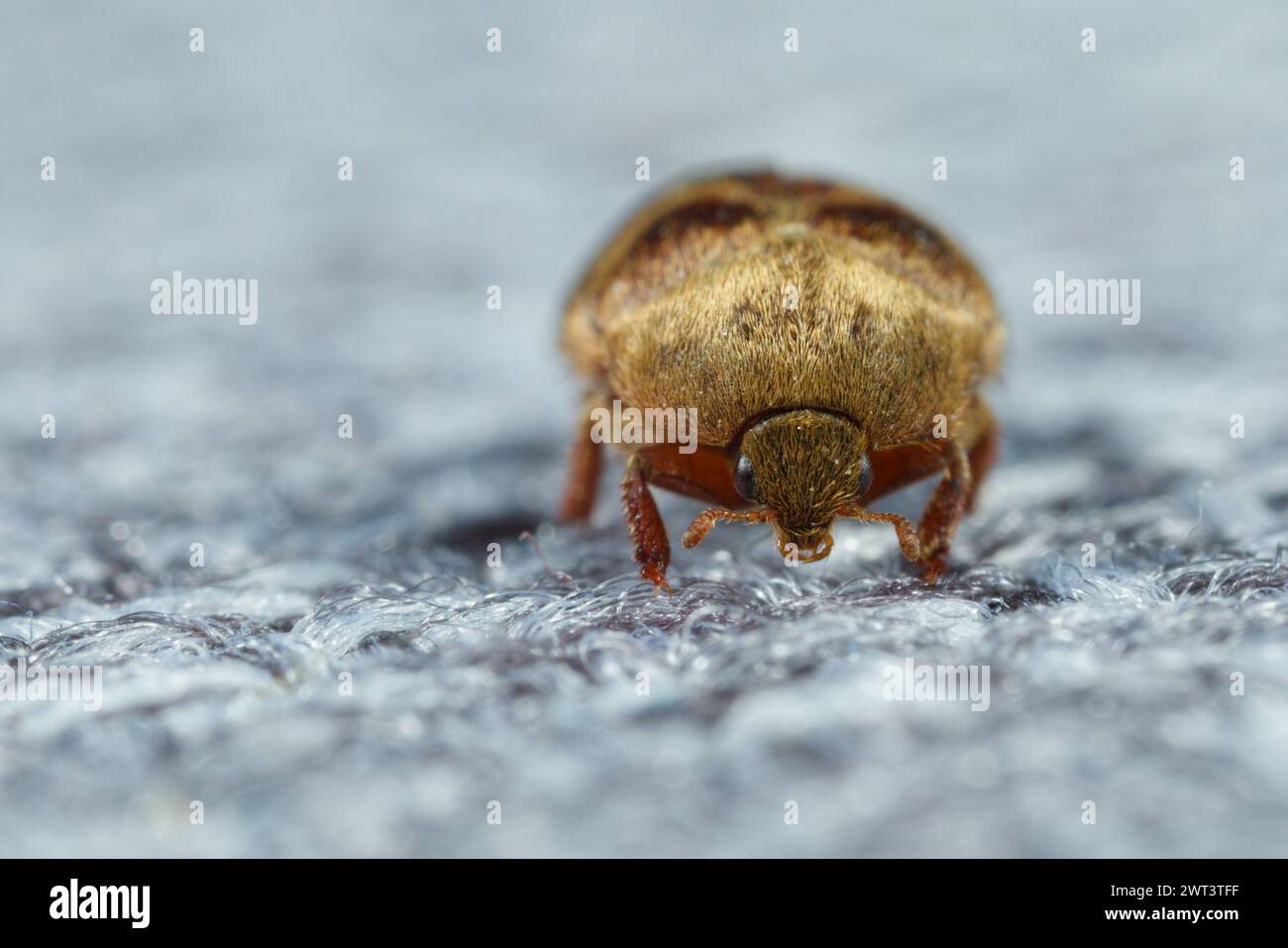 Dermestid skin beetle (Attagenus woodroffei) Stock Photo