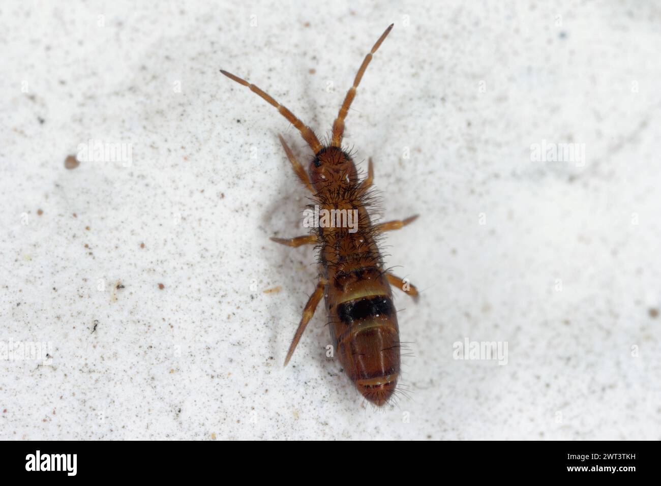 A Slender Springtail (Orchesella cincta) explores the surface of a wall. Stock Photo