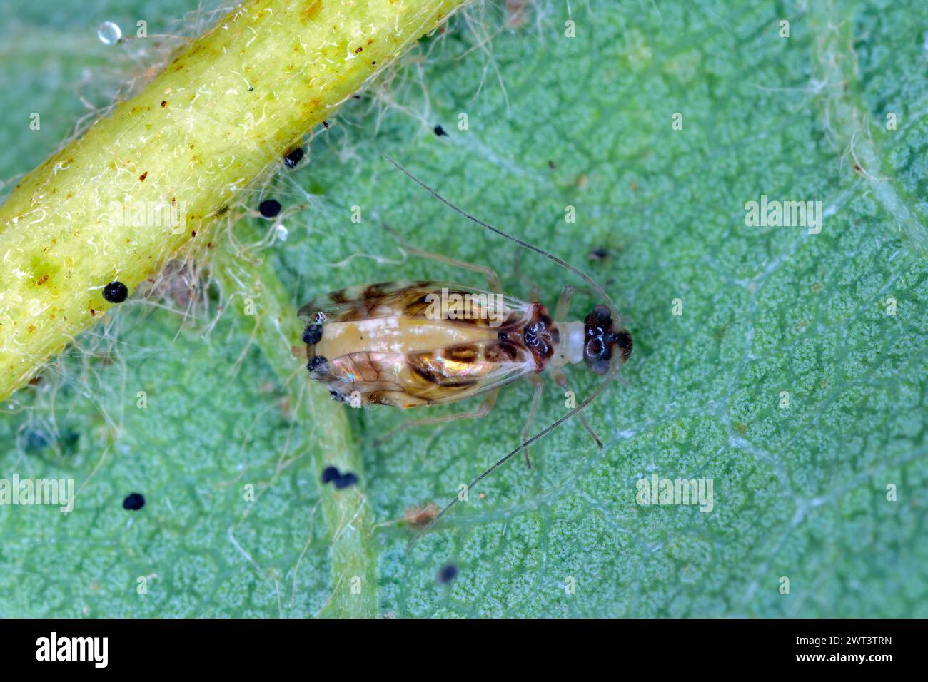 Bark lice hi-res stock photography and images - Alamy