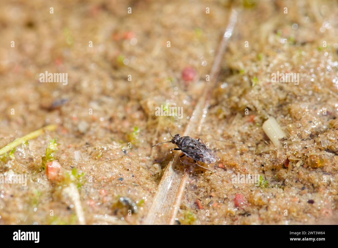 Common shorebug (Saldula saltatoria) Stock Photo