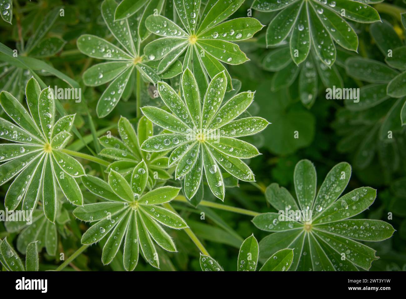 Lupine leaves with dew drops Stock Photo