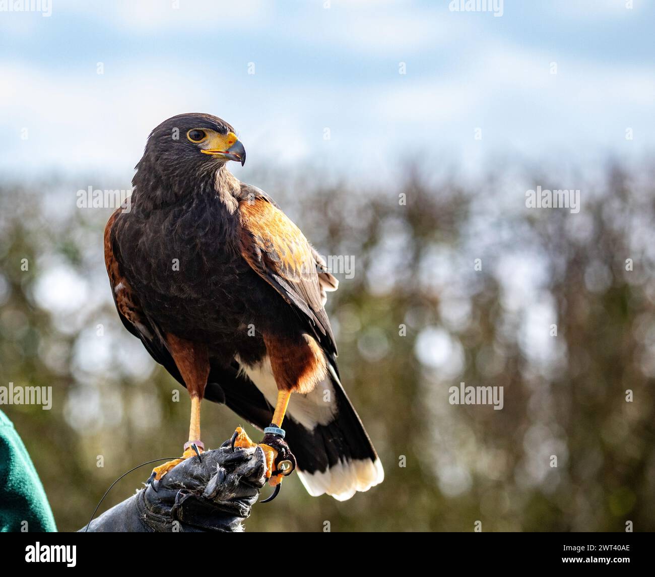 Harris Hawk seen during a flying display in Stonham Aspal, Suffolk,UK Stock Photo
