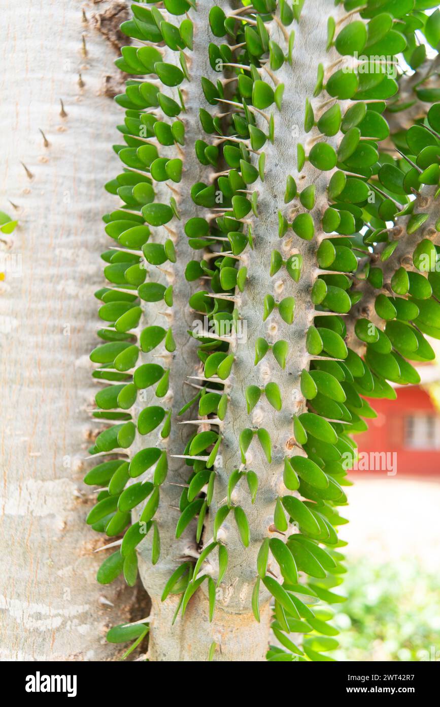 Madagascar ocotillo, Alluaudia procera, Ambalavao, Haute Matsiatra ...