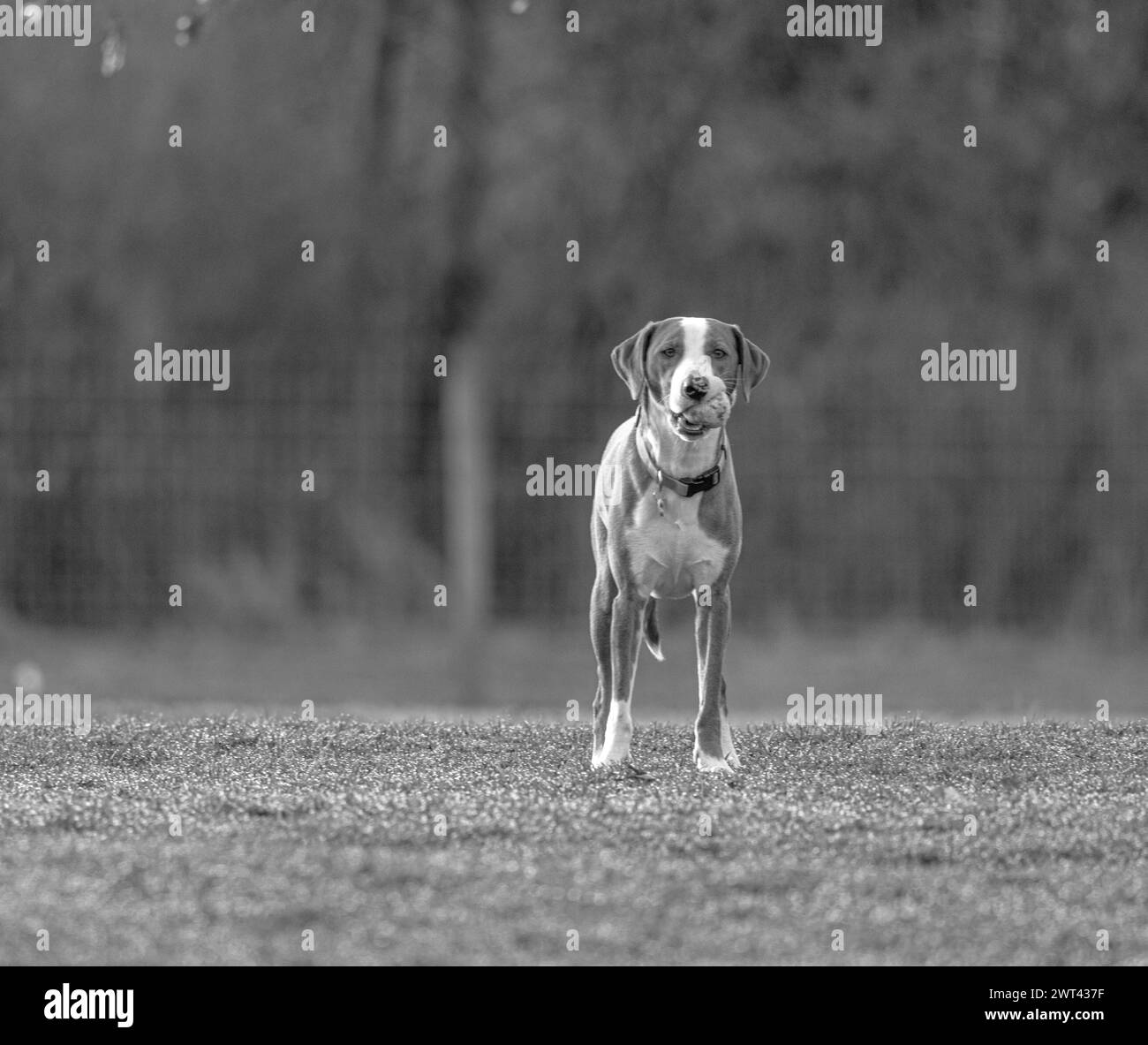 A dog joyfully running through a field towards the camera with its tongue hanging out Stock Photo