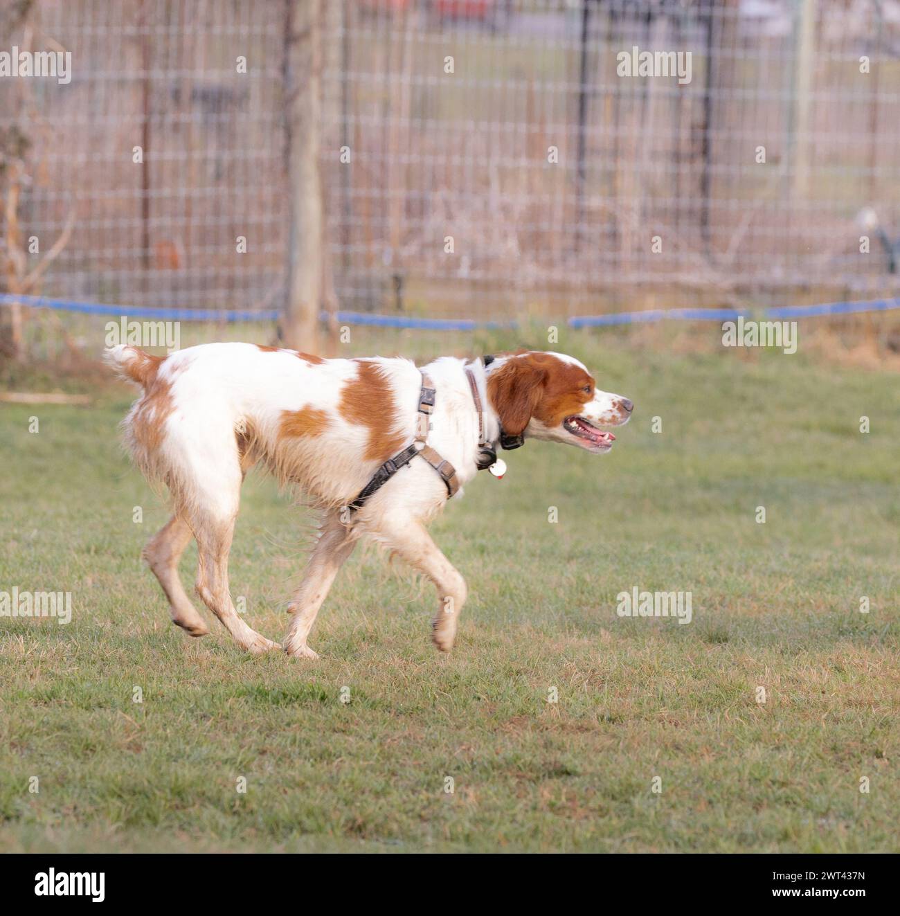 A white and brown dog running across a grassy field Stock Photo - Alamy