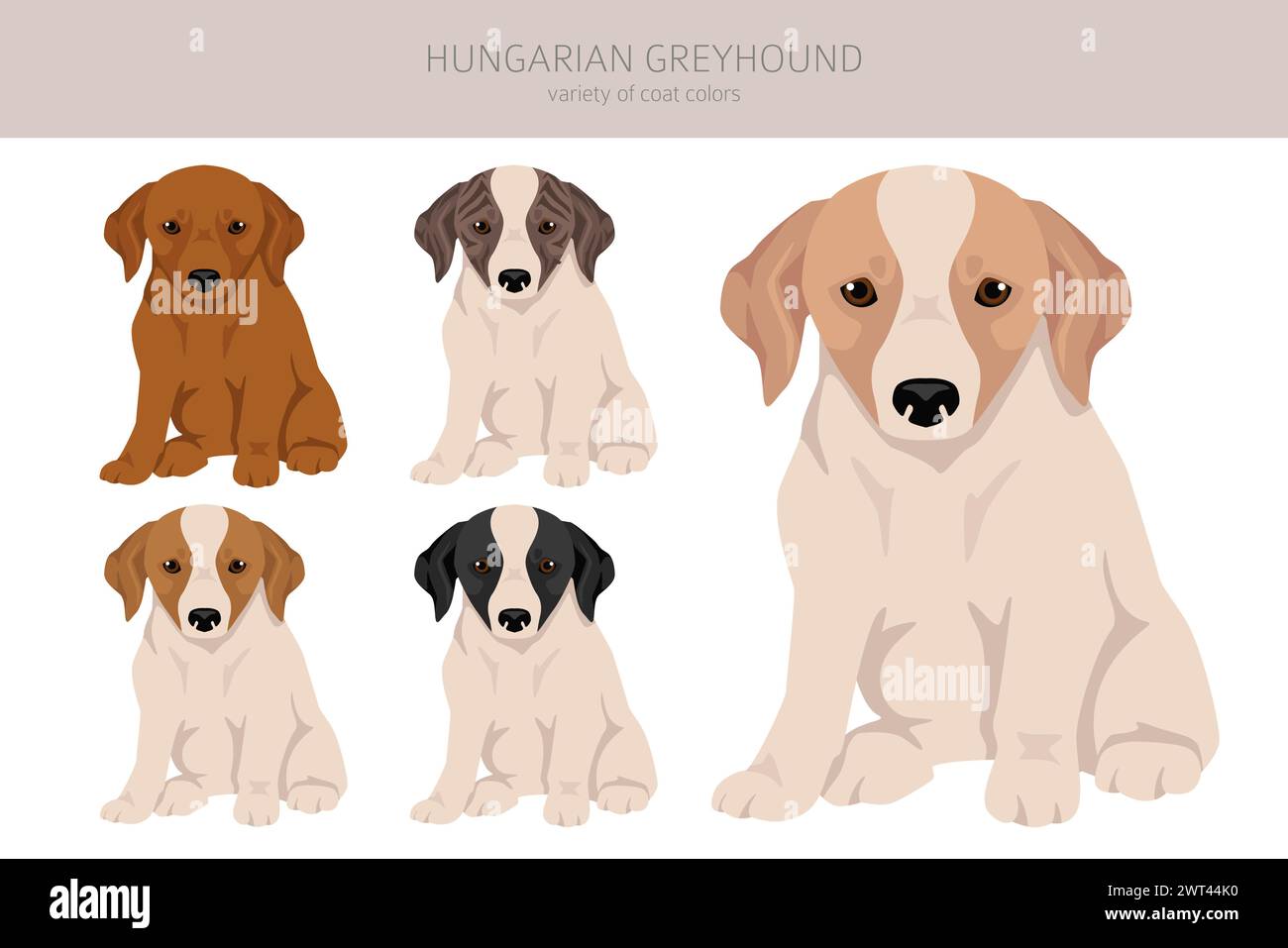 Hungarian greyhound puppy clipart. Different poses, coat colors set.  Vector illustration Stock Vector