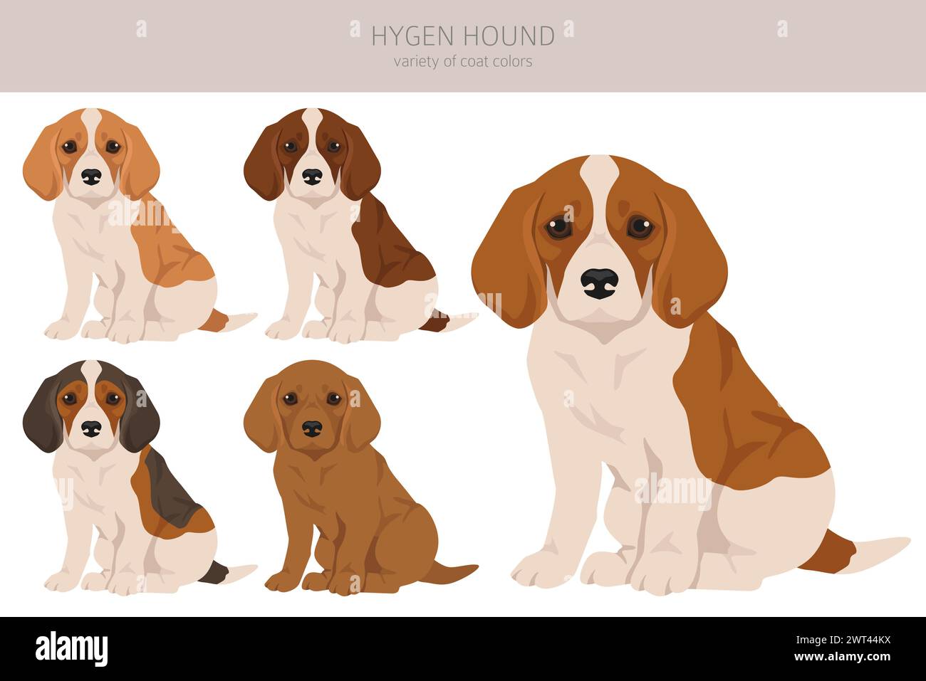 Hygen hound puppy clipart. Different poses, coat colors set.  Vector illustration Stock Vector