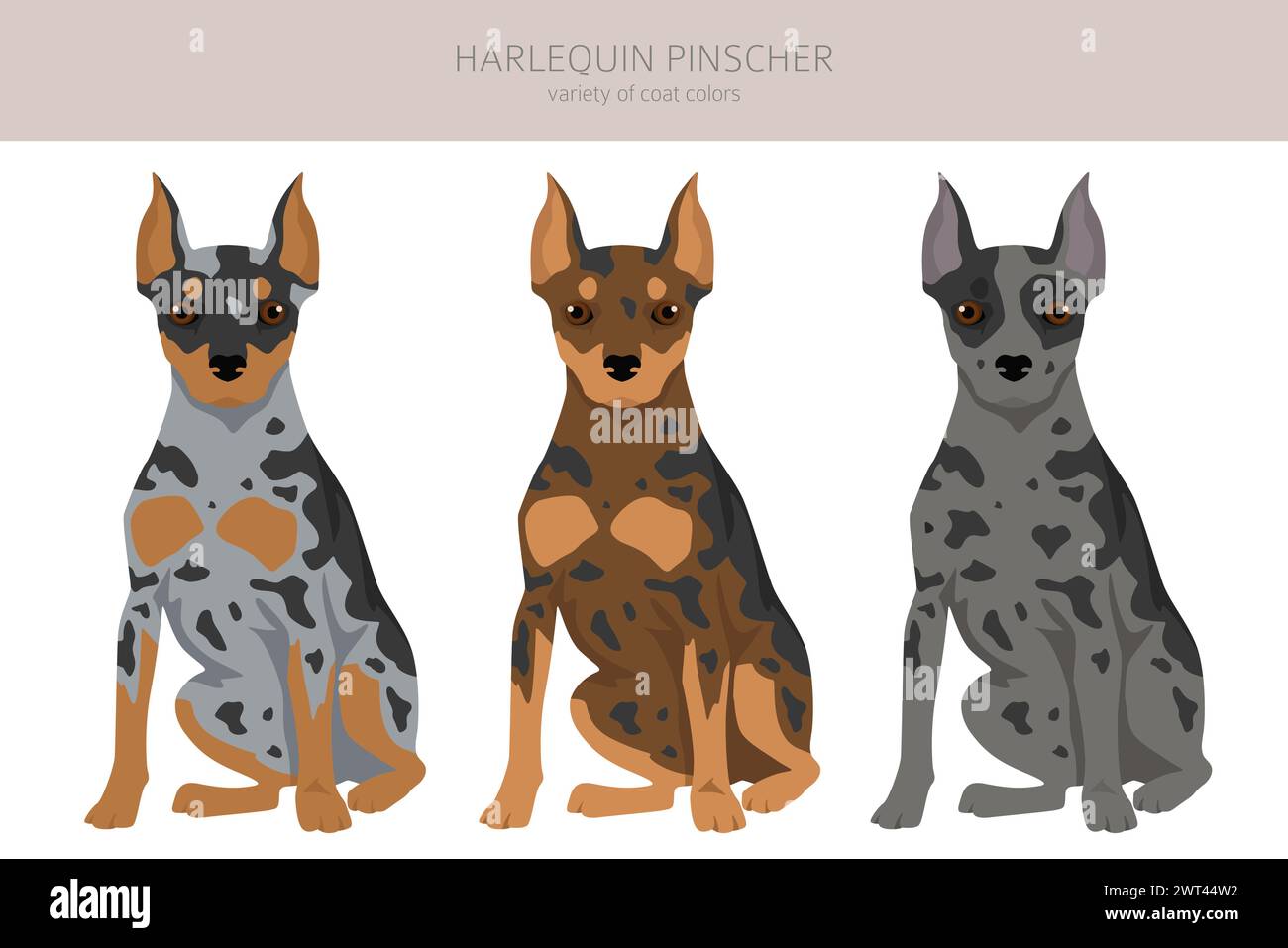 Harlequin pinscher clipart. Different poses, coat colors set.  Vector illustration Stock Vector