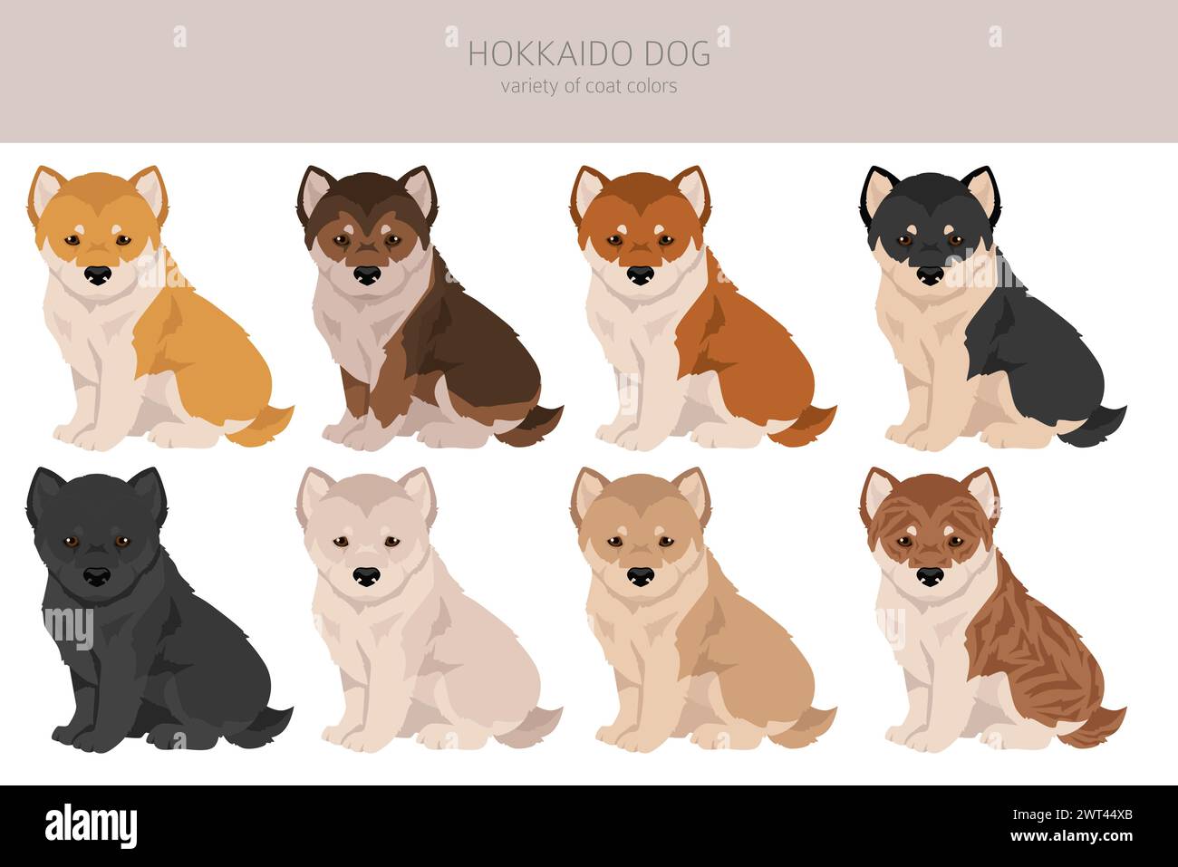 Hokkaido dog puppy , Ainu dog clipart. Different poses, coat colors set.  Vector illustration Stock Vector