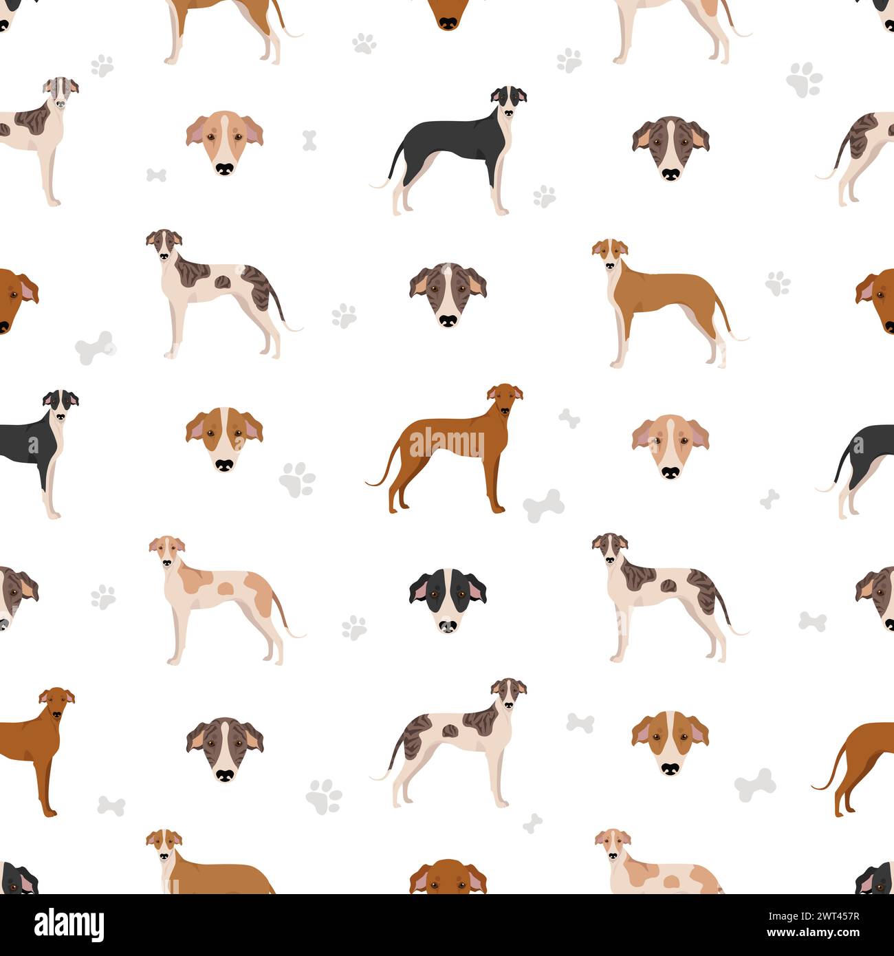 Hungarian greyhound seamless pattern. Different poses, coat colors set.  Vector illustration Stock Vector