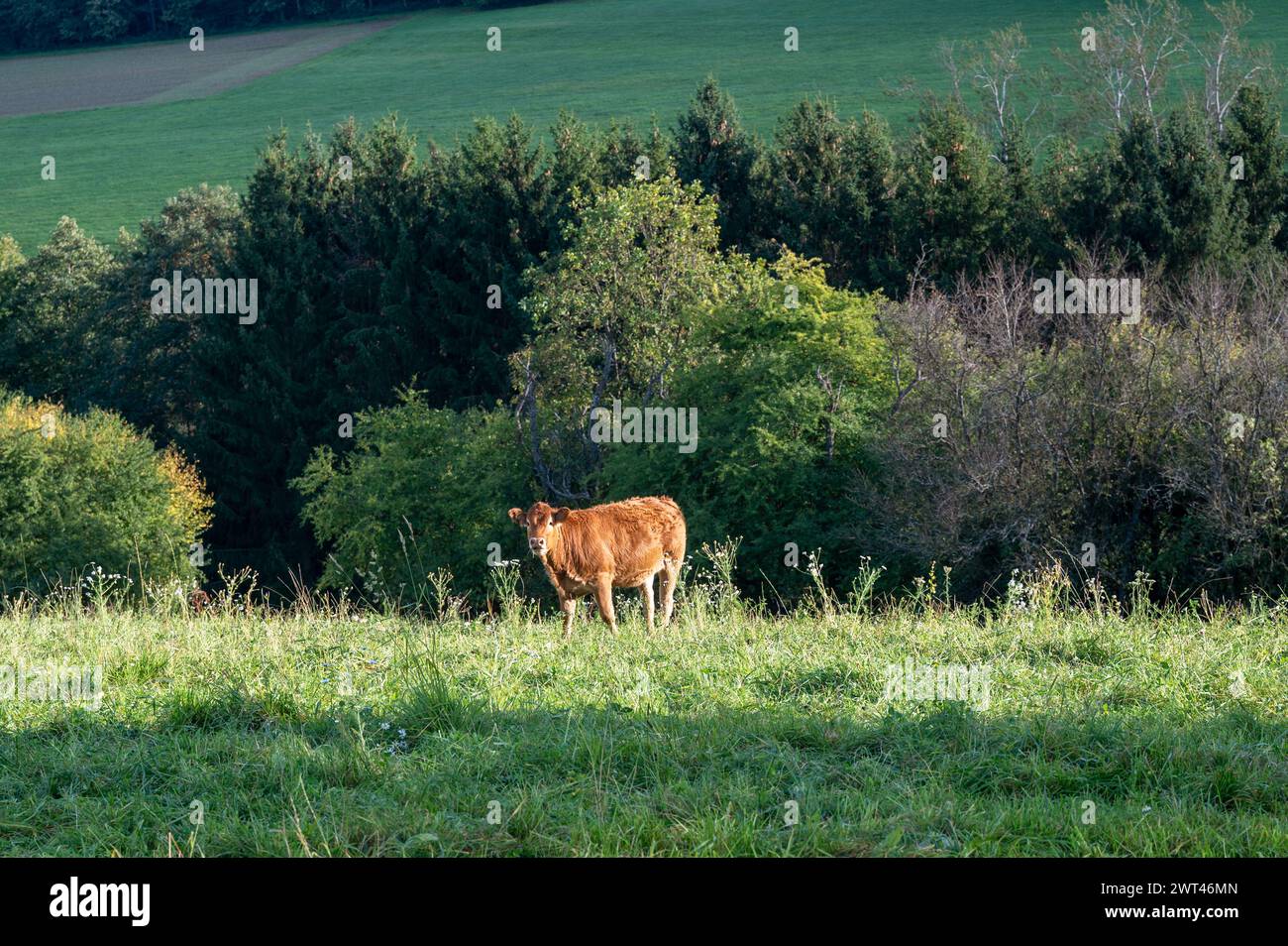 A brown cow grazing in a pasture in green nature Stock Photo