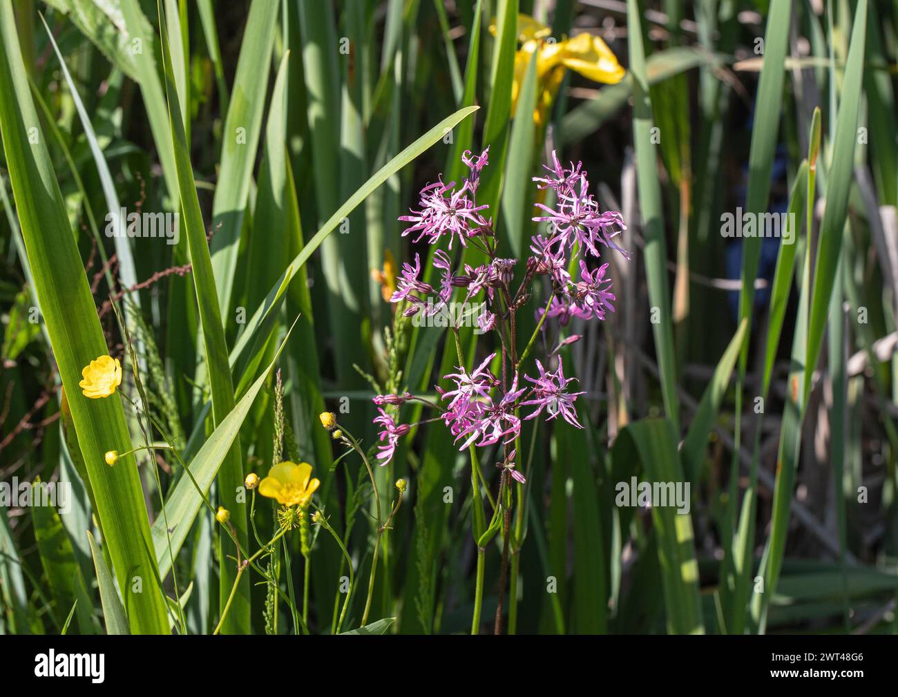 The beautiful wetland plant Ragged Robin (Lychnis flos-cuculi)  Buttercup and yellow  Flag Iris growing in the margins of a pond . Suffolk, UK. Stock Photo