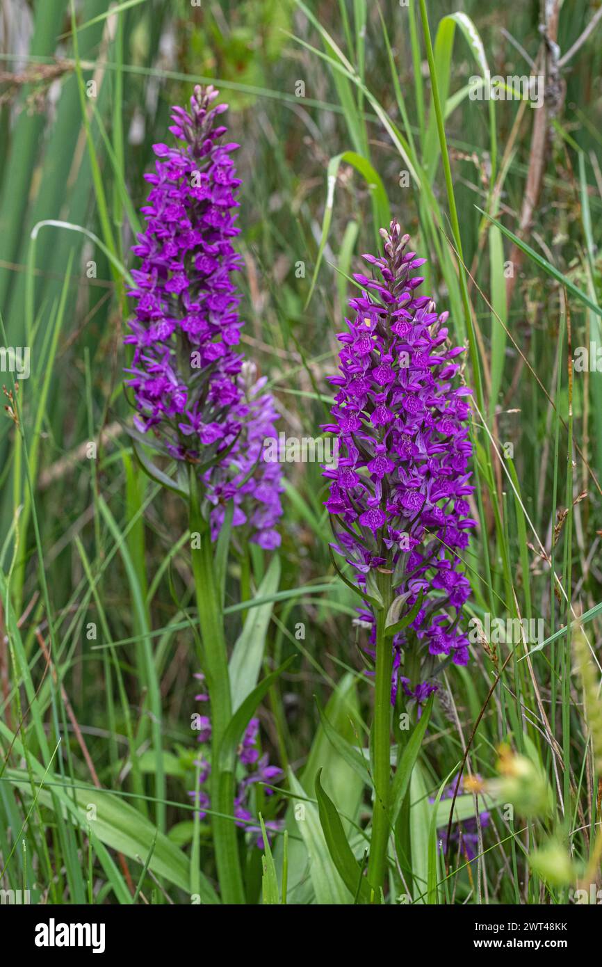Southern Marsh orchids (Dactylorhiza praetermissa) or their hybrids growing by a meadow pond in Suffolk . UK Stock Photo