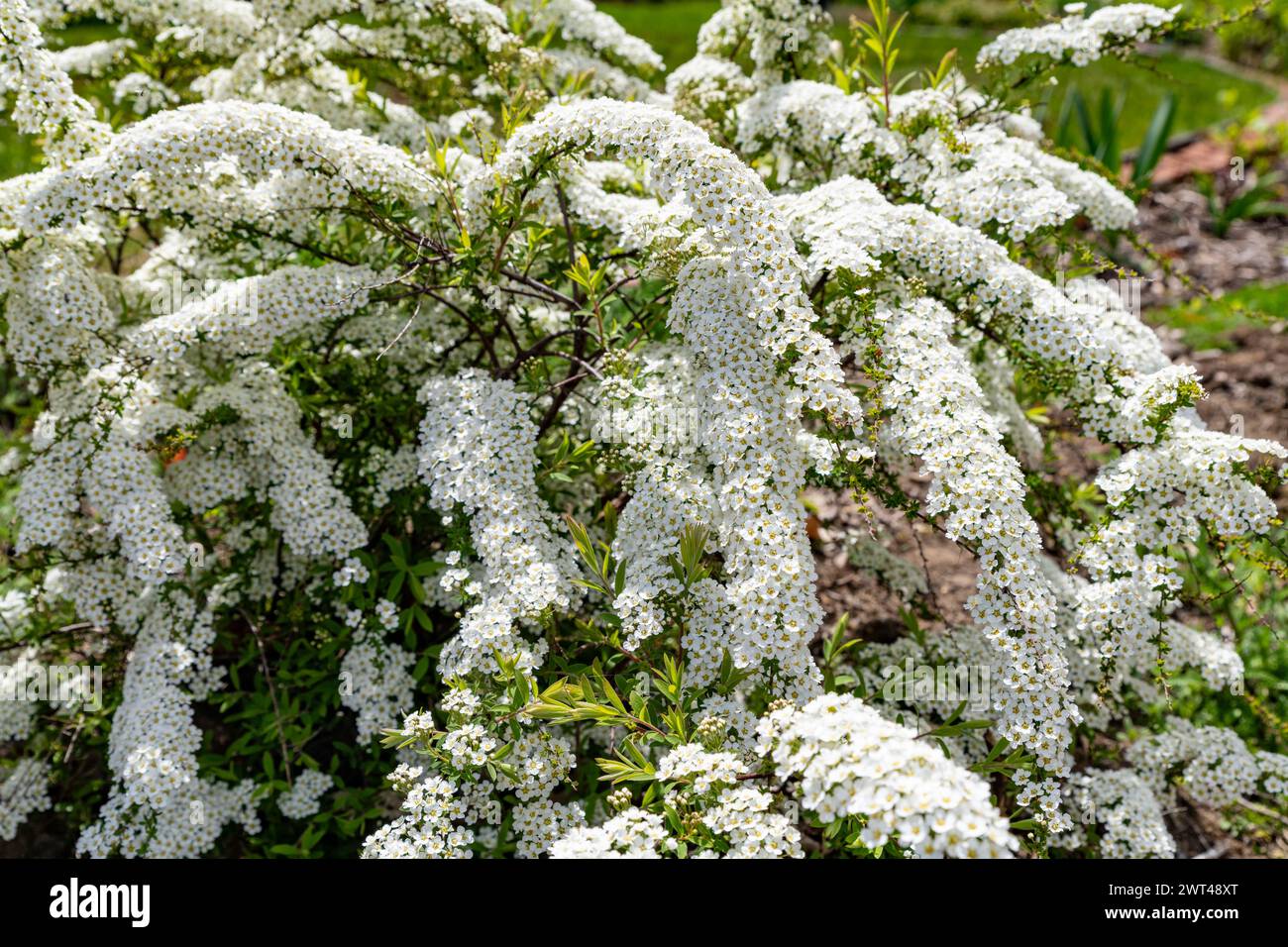 Spiraea snowmound, Spiraea nipponica,  flowereing in cottage garden, Brownsburg-Chatham, Quebec, Canada Stock Photo