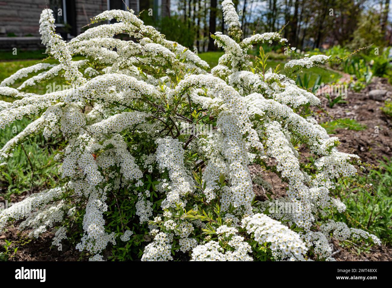 Spiraea snowmound, Spiraea nipponica,  flowereing in cottage garden, Brownsburg-Chatham, Quebec, Canada Stock Photo