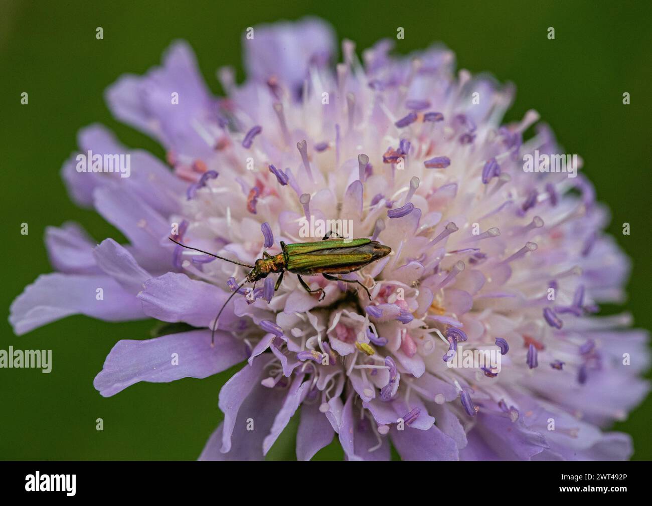 A false oil beetle or Swollen-thighed Beetle - Oedemera nobilis  An iridescent green female on a Field Scabious. Suffolk, UK Stock Photo