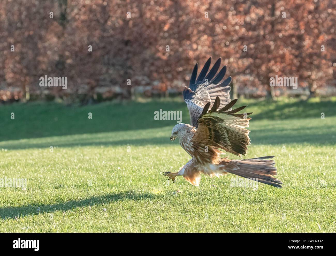A Red Kite in action, Talons and wings outstretched, showing it's