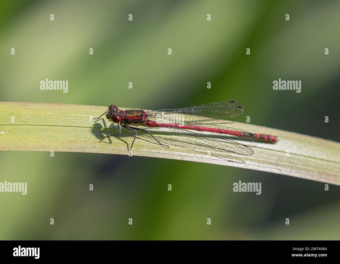A male Large Red  Damselfly (Pyrrhosoma nymphula) settled on a pondside plant showing its bright red elongated body. Suffolk. UK Stock Photo