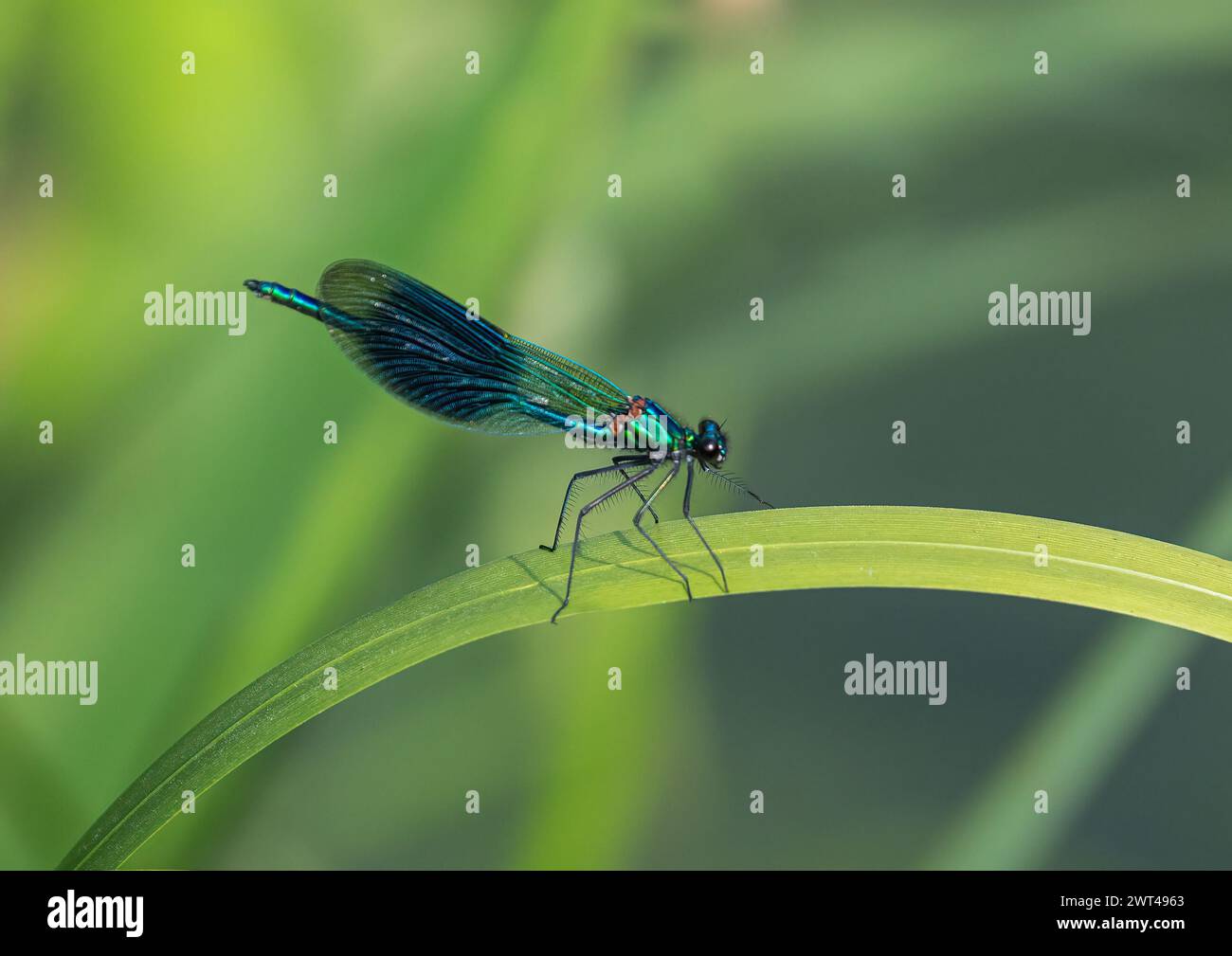 A male Banded Demoiselle(Calopteryx splendens).Showing his bright blue colouration and dark wing patches while resting on a reed.Suffolk, UK Stock Photo