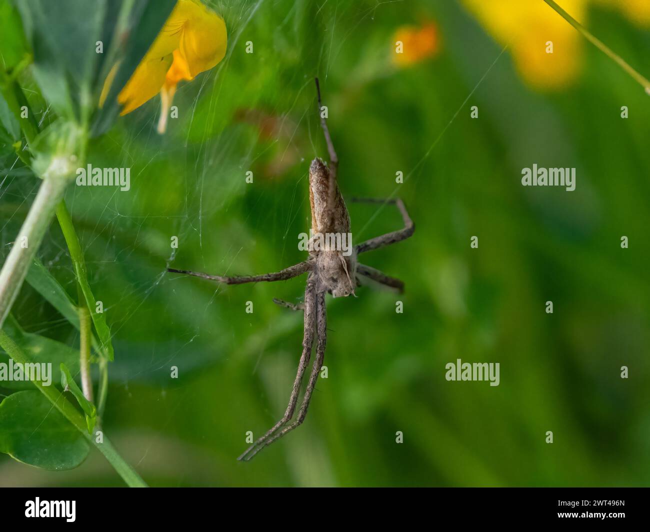 A  brown Nursery Web Spider (Pisaura mirabilis) dangling from its web in pond side habitat . Suffolk , UK. Stock Photo
