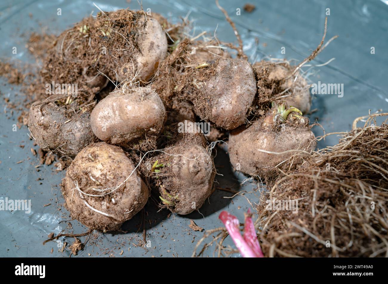 Planting lily bulbs in the ground hi-res stock photography and images ...
