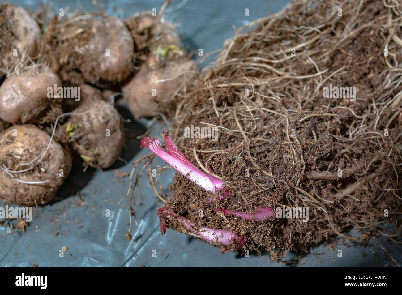 Planting lily bulbs in the ground hi-res stock photography and images ...