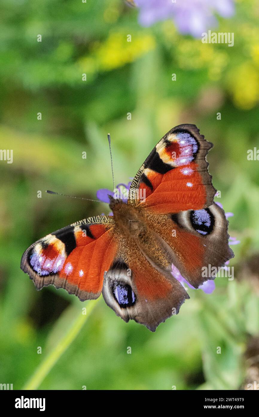 A colourful Peacock Butterfly (Aglais io). Wings open, showing of it's impressive eyespots and amazing colours. Suffolk UK Stock Photo