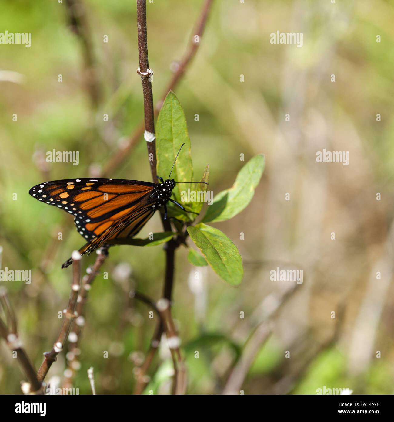 Fauna of Glan Canaria - monarch butterfly, Danaus plexippus Stock Photo