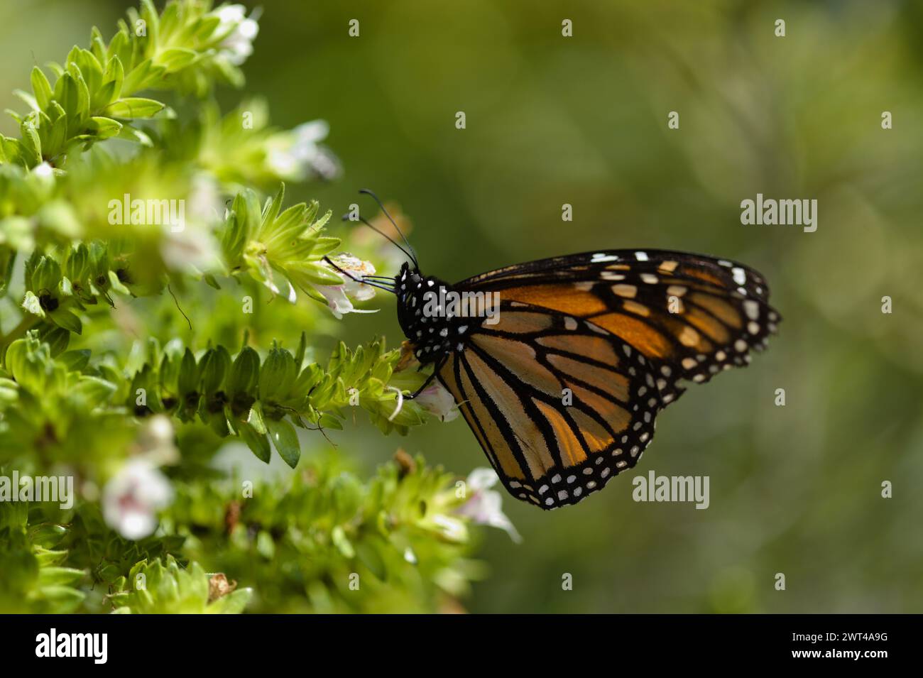Fauna of Glan Canaria - monarch butterfly, Danaus plexippus Stock Photo
