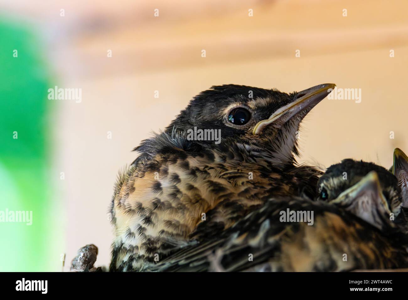 American robin, Turdus migratorius, three robin chicks in nest Stock Photo